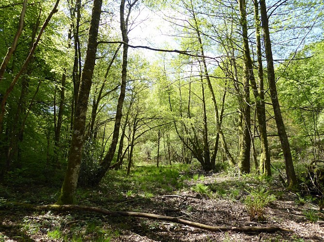 COMPREIGNAC RANDO @ CBC (3)