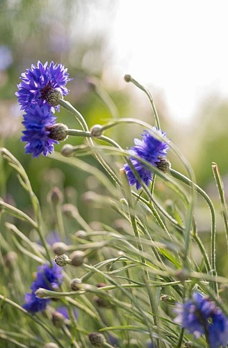Fleurs du champ
