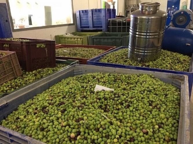 Le Moulin de Barbentane Ollier