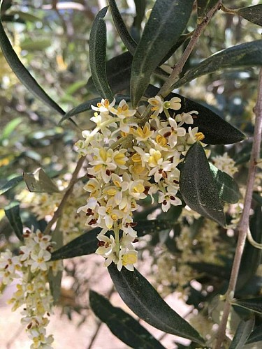 Le Moulin de Barbentane Ollier