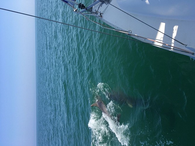 Rencontre avec les dauphins