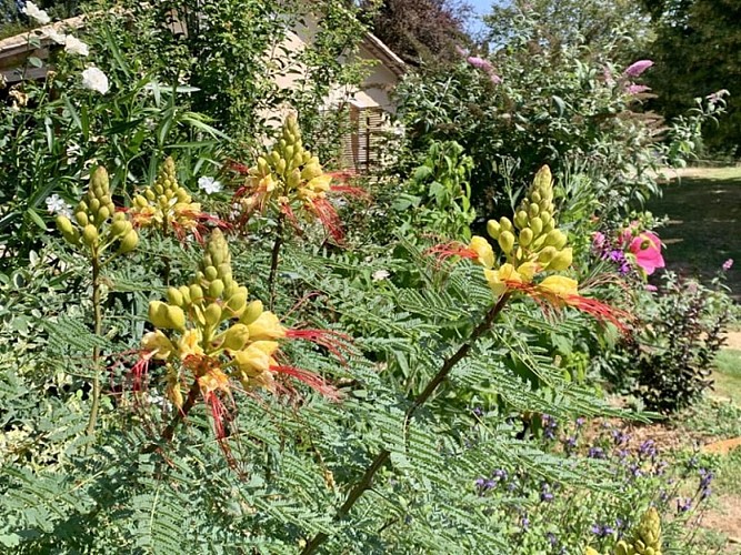 montignac de lauzun-les jardins du pays de lauzun-5
