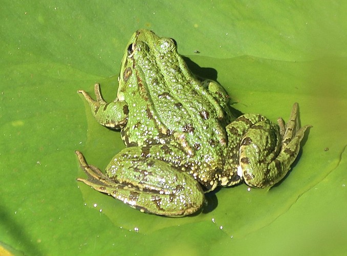 Le Jardin des Sambucs