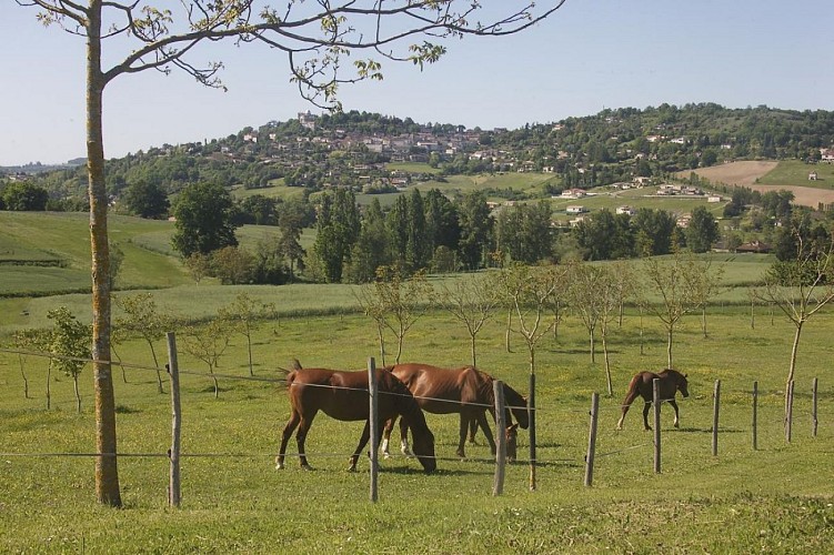 HLOAQU047V50LQMP_Penne_Domaine de Norpech_Le Pigeonnier_photo13
