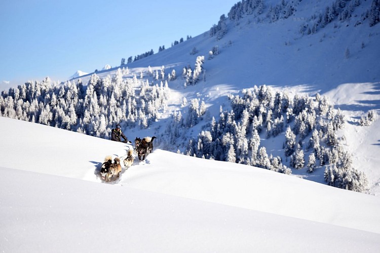 Dog sledding  on the Dou du Praz