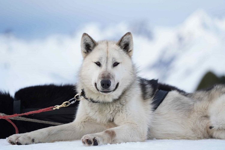 Dog sledding  on the Dou du Praz