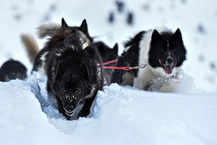 Hors Trace Aventure - Baptême en chiens de traineau