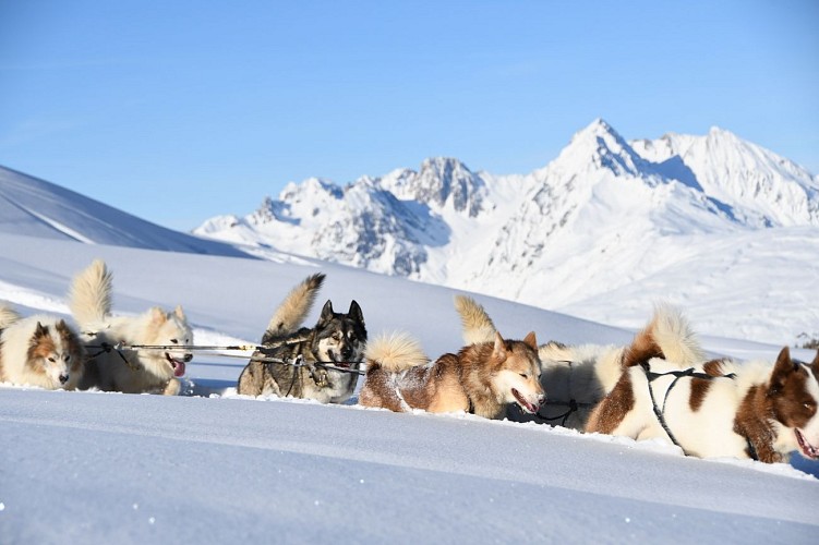 Hondensledetocht op de Dou du Praz