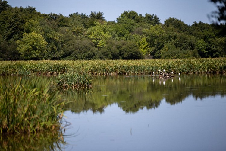 Réserve naturelle nationale des Marais de Bruges 