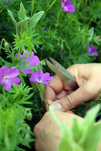 Baolin cueillette de plantes