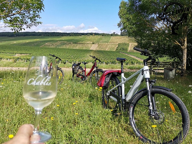 Dégustation dans les vignes de Chablis - Cycle Divin