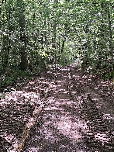 chemin de randonnée dans l'Yonne ne Bourgogne avec Amandine Chevallier