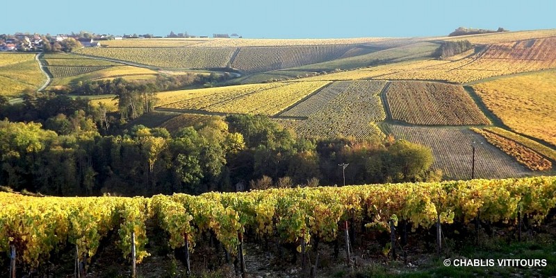 couleurs automne chablis - Chablis Vititours 