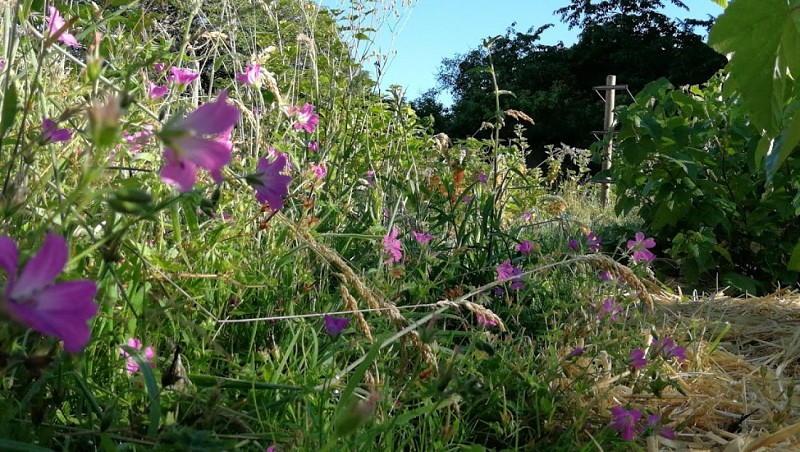 Un potager un peu sauvage où poussent mes fruits rouges
