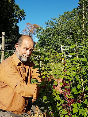 Récolte de groseilles