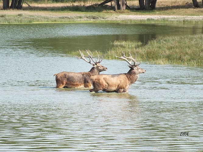 Cerfs dans l'eau