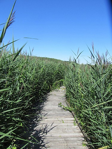 MARAIS DE LA VALLÉE DE LA DRUYES