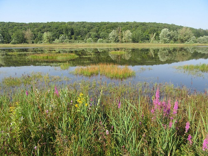 MARAIS DE LA VALLÉE DE LA DRUYES