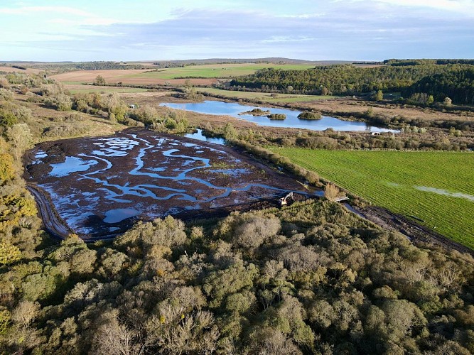 Restauration de la roselière