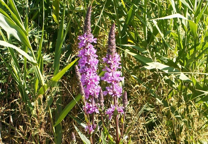 ZONE NATURA 2000 DE SAINT-MARTIN-DU-TERTRE