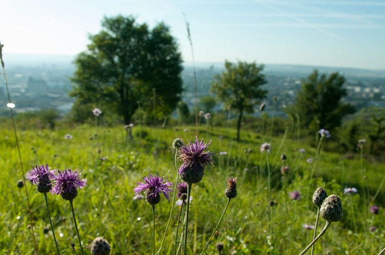 ZONE NATURA 2000 DE SAINT-MARTIN-DU-TERTRE