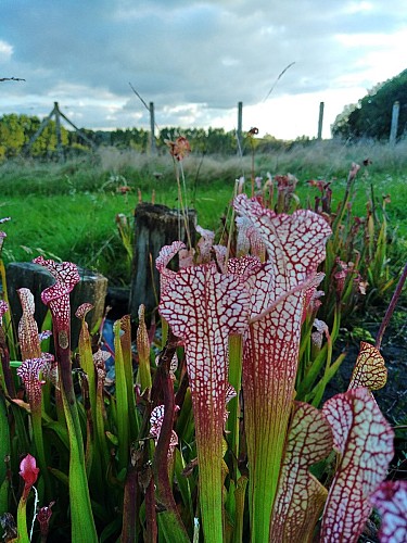 MUSÉUM D'HISTOIRE NATURELLE DE PUISAYE