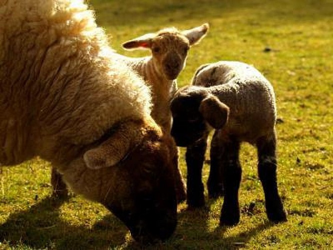 LA FERME DU MOULIN DE VANNEAU