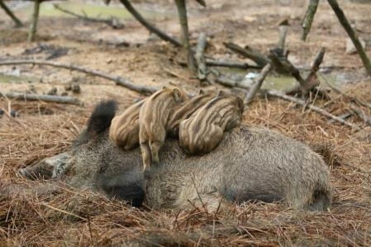PARC NATUREL DE BOUTISSAINT