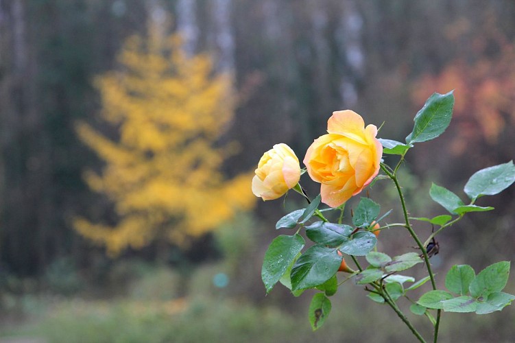 PARC DU MOULIN À TAN ET SERRES DE COLLECTIONS TROPICALES