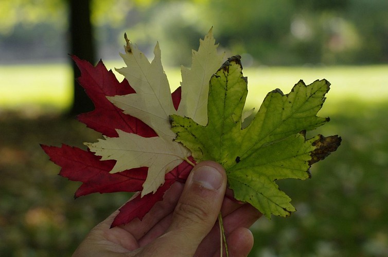 PARC DU MOULIN À TAN ET SERRES DE COLLECTIONS TROPICALES