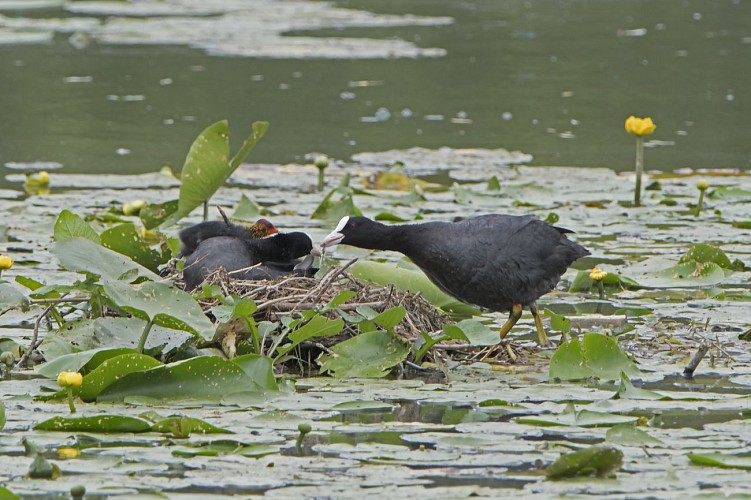 Foulque macroule en plein nourrissage de ses jeunes sur son nid (Jean-Paul Leau)