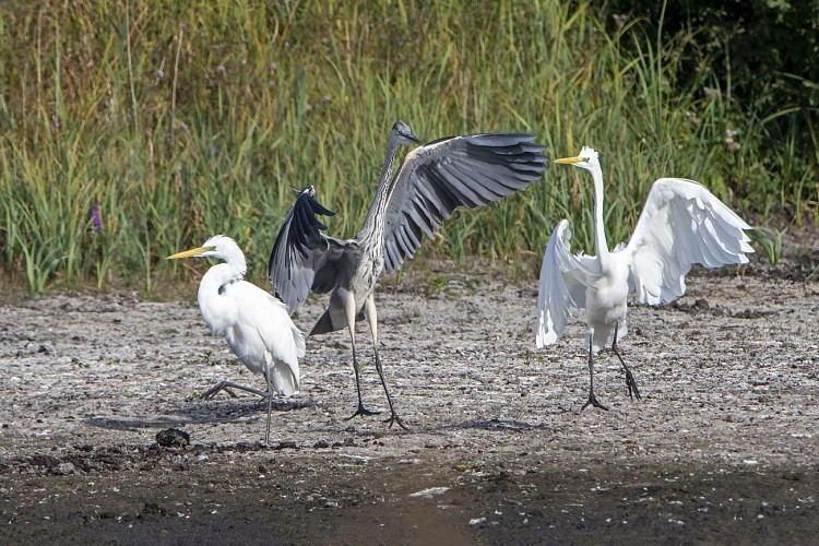 héron cendré et grandes aigrettes - 2 grands échassiers présents sur la réserve