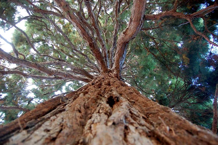 JARDIN DE LA MÉDIATHÈQUE JEAN-CHRISTOPHE RUFIN