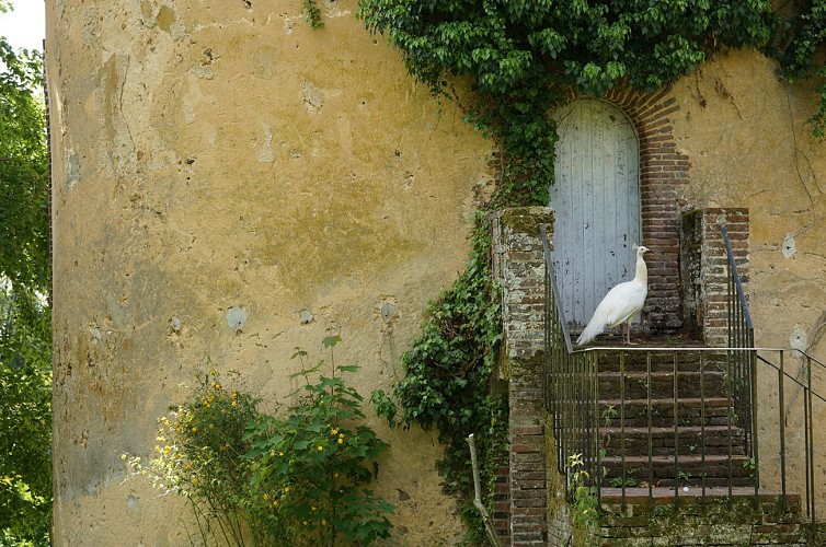 Pigeonnier Paon - Château de Montigny
