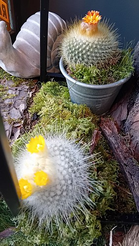 L'escargot auxerrois