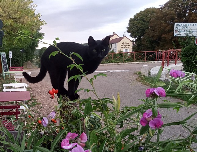 Le p'tit Perfecto en équilibre ! Au Bistrot du Canal - Chassignelles
