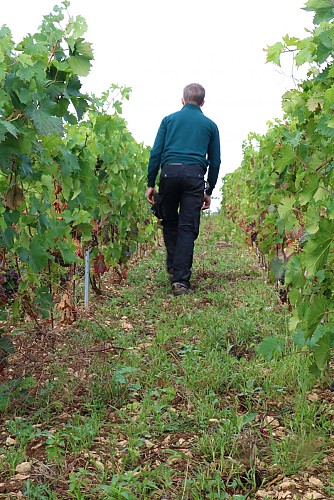 Nos vignes