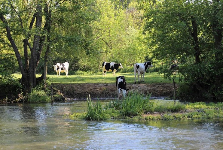 Ferme de Plènoise chambres d'hôtes à Charny Orée de Puisaye (12)