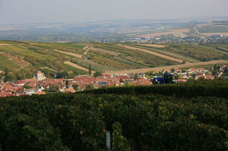 Les vignes, Jussy