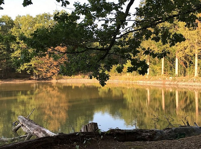 gite-le-cloriot-saint-sauveur-en-puisaye