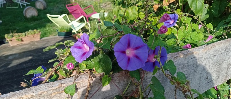 Les Fleurs ! Camping Au Bistrot du Canal - Chassignelles