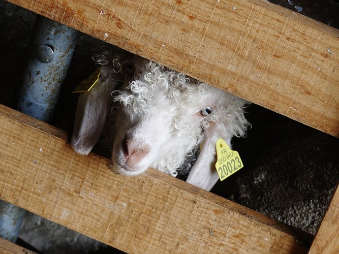 Visite ferme de La Bouquetiere (1)
