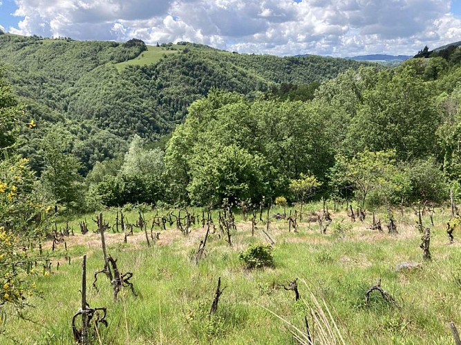 Les vignes de coteaux de Campouriez