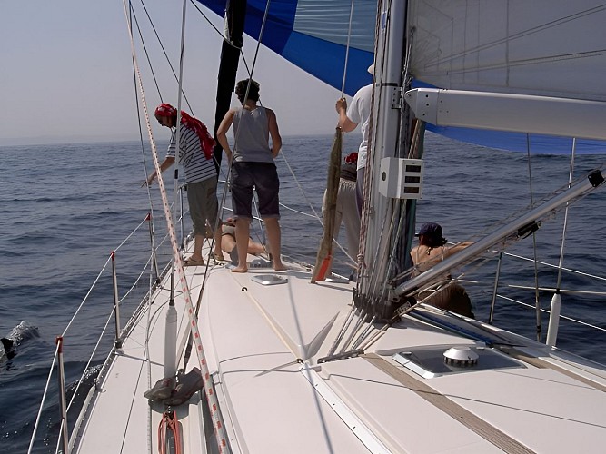 Sortie accompagnée de dauphins