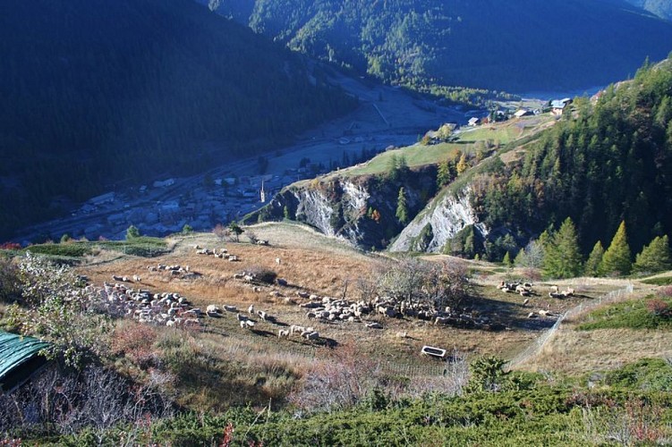 Troupeau de mouton pâturant en profitant d’une ouverte vue sur le Guil et le village d’Aiguilles