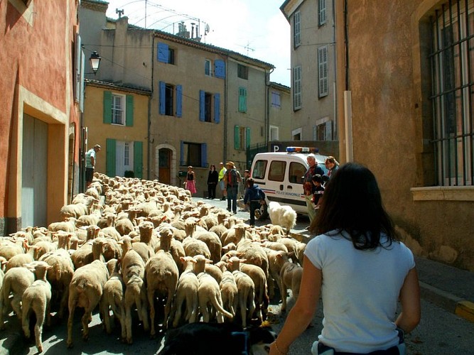 La transhumance traverse les villages