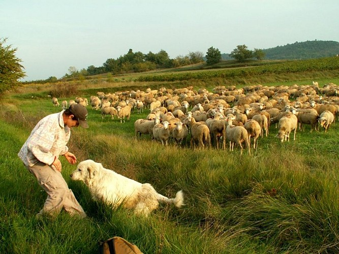Bergère avec son chien et son troupeau