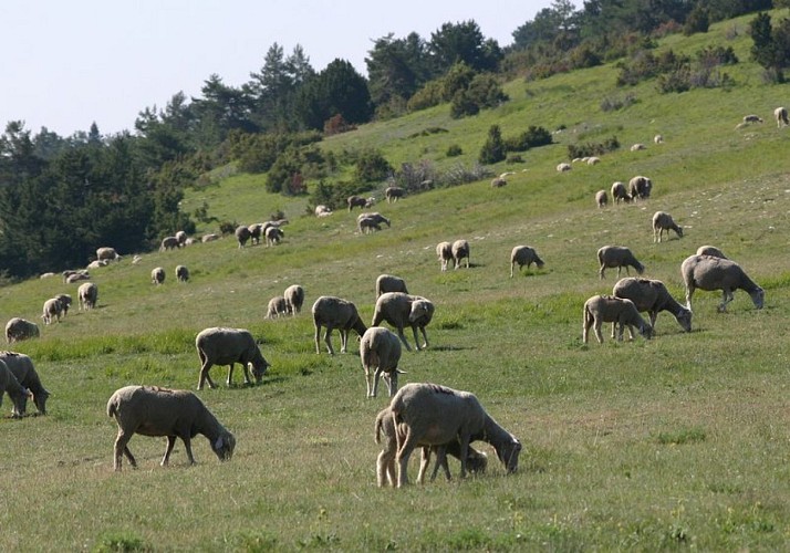 Troupeau sur les crêtes des Serres