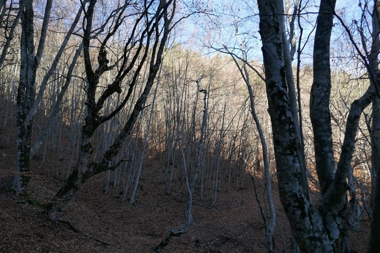 Hêtraie, avant le col d’Avenos