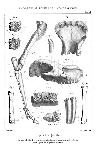 Planche d'Albert Gaudry (1873)